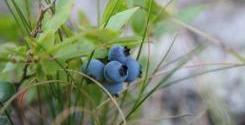 blueberries-StevenIsacson-flickr.jpg